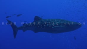0340_Whale shark passing in blue ocean