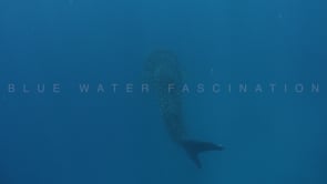 0999_Whale shark swimming in blue ocean