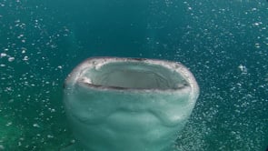 0023_Whale shark close up with open mouth