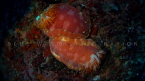 0531_two large spanish dancer nudibranch
