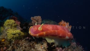 0532_Spanish dancer nudibranch