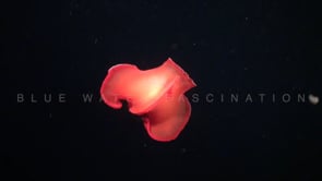 0976_Spanish dancer dancing at night