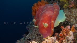 0533_Spanish dancer close up