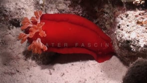 0978_Spanish dancer at night