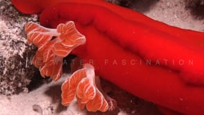 0979_Close up gills spanish dancer 
