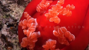 0980_Imperator shrimps in gills of spanish dancer