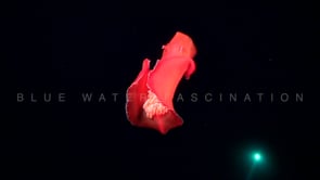1817_Spanish dancer dancing in super slow motion