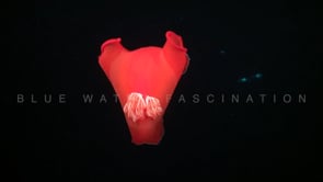 1818_Spanish dancer swimming below surface at night