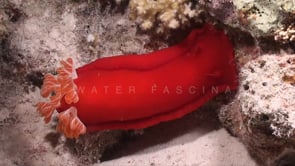1820_Spanish dancer on coral at night