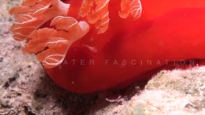 1821_Emperor shrimp gills spanish dancer