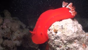 1836_Spanish dancer crawling over rock at night