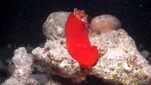 1837_Spanish dancer on rock at night