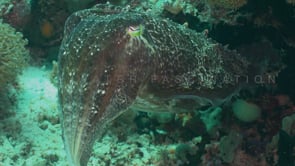 0516_big cuttlefish close up on coral reef