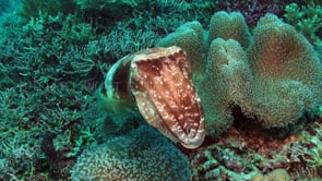 0669_Colorful Cuttlefish on coral reef