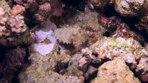 0727_Cuttlefish hiding on coral reef