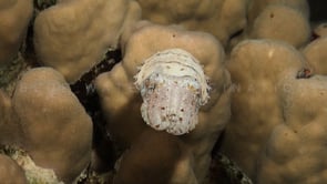 0973_Cuttlefish swimming over coral reef at night