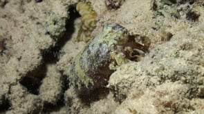 0974_Cuttlefish walking over coral reef