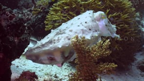 1484_Cuttlefish nursing eggs