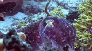 1485_Cuttlefish close up nursing eggs