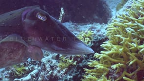 1486_ Cuttlefish nursing eggs close up