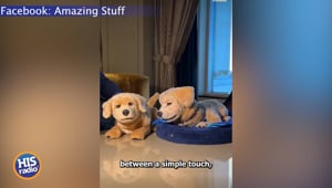 Robo Puppies