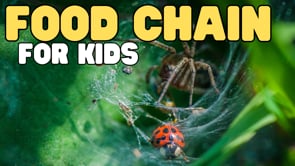 Food Chain for Kids