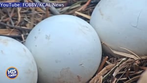 You Can Watch These Eaglets Hatch