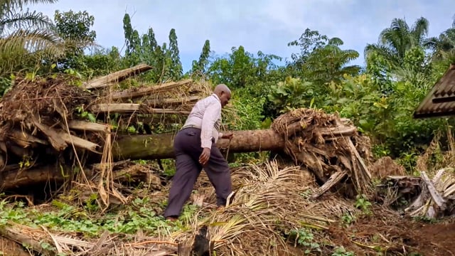 La forêt de mon histoire