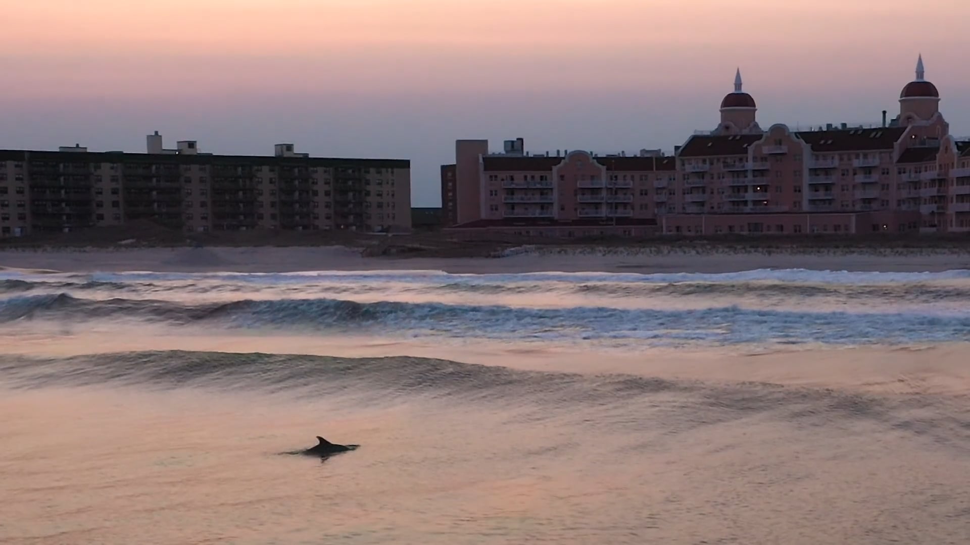 Dolphin Sunset