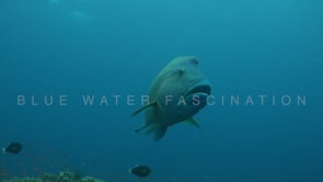 0515_Napoleon wrasse super close up