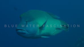 0672_Napoleon wrasse close up