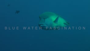 0673_Napoleon wrasse opening mouth