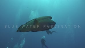 2191_Napoleon wrasse and divers