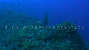 2192_napoleon wrasse on deep coral reef