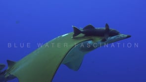 0077_Mobula in the blue ocean
