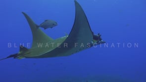 0078_Mobula ray swimming through bubbles