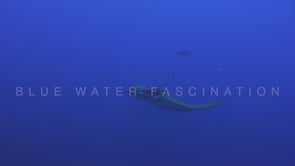 0275_Mobula Ray in blue ocean