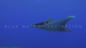 0276_Mobula ray coming in