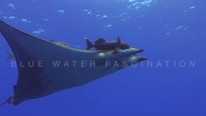 0278_Mobula ray and suckerfish