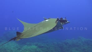 0279_Mobula ray from top