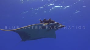 0277_Mobula ray from underneath