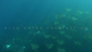 2257_School of Mobula rays