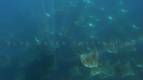 2258_Mobula Rays passing close below