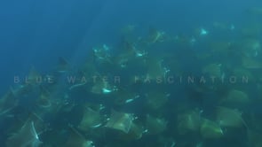 2261_Big shoal Mobulas swimming in shallow water