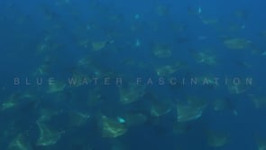 2262_School Mobula Rays passing in blue ocean