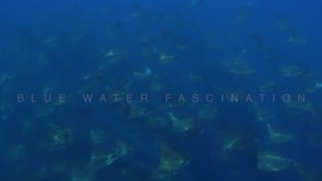 2266_Mobula rays gliding through ocean