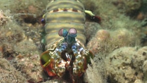 0114_Mantis shrimp close up front view