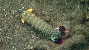 0115_Mantis shrimp walking