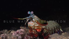 0116_Mantis shrimp at night