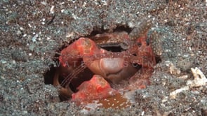 0165_Mantis shrimp spearer